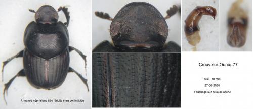 Réf. 284 611 : Onthophagus taurus